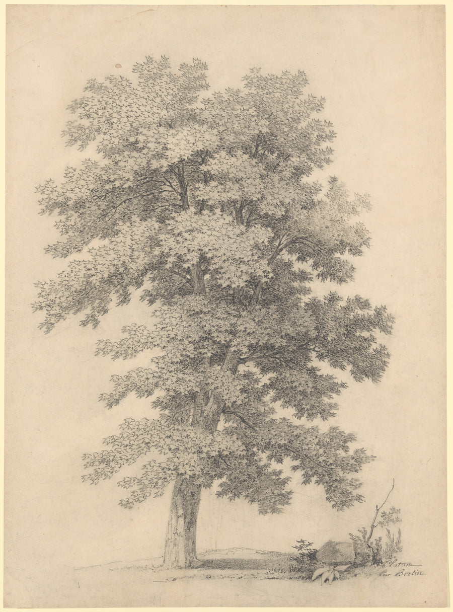 A Plane Tree by Jean Victor Bertin